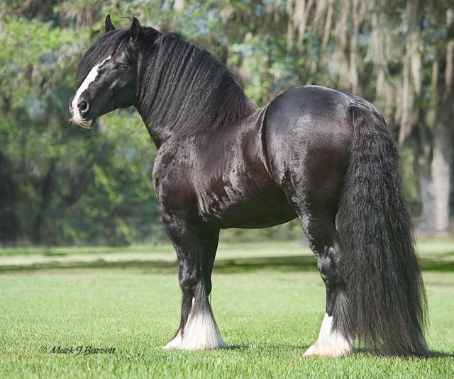 Latcho Droms Caymus @Gypsy Gold Horse Farm